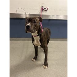 Photo of Buster, adoptable Terrier (Unknown Type, Medium) in Doral, Florida