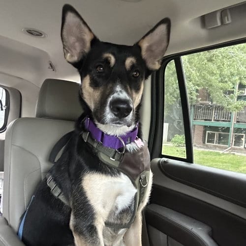 Photo of Poo Fighter, adoptable Husky in Fargo, North Dakota