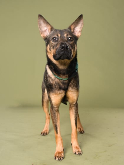 Photo of Dot, adoptable dog in Atlanta, Georgia