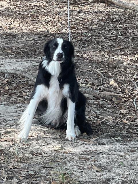 Photo of Buddy, adoptable Border Collie in Texas