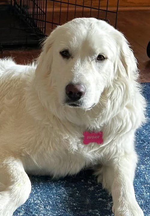 Photo of Sugar, adoptable Great Pyrenees in Tabernash, Colorado