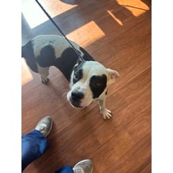 Photo of Cruella, adoptable Mixed Breed (Medium) in Baton Rouge, Louisiana
