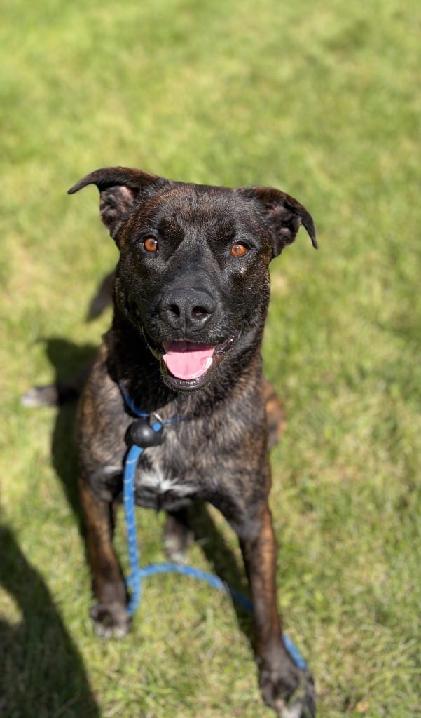 Photo of Pearl, adoptable Terrier in Wintersville, Ohio