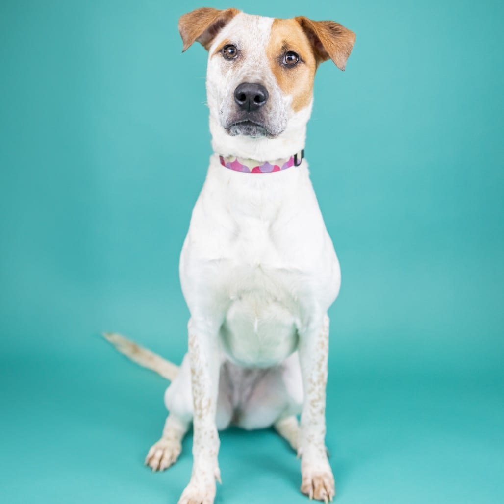 Photo of Jazzy, adoptable Hound / Cattle Dog, Australian (Red Heeler) in Portland, Oregon