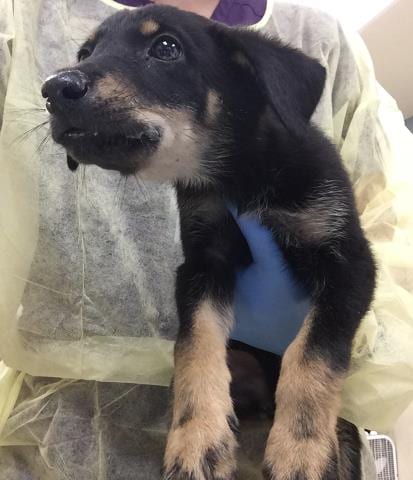 Photo of Pumpkin, adoptable German Shepherd Dog in Riverside, California
