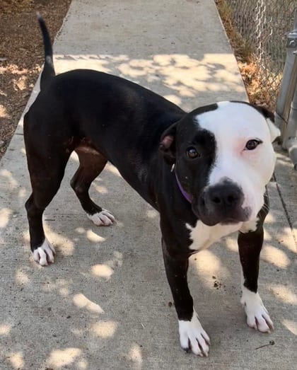 Photo of Blair, adoptable Terrier, American Pit Bull/Mix in The Colony, Texas