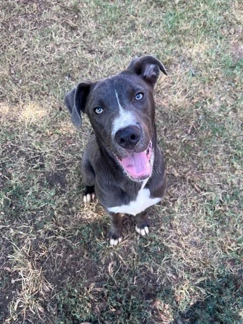 Photo of Swayze, adoptable Pit Bull Terrier in Plano, Texas