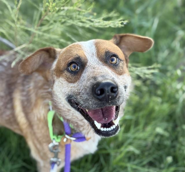Photo of Cullen, adoptable dog