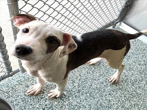 Photo of Audrey, adoptable Treeing Walker Coonhound in Salisbury, North Carolina