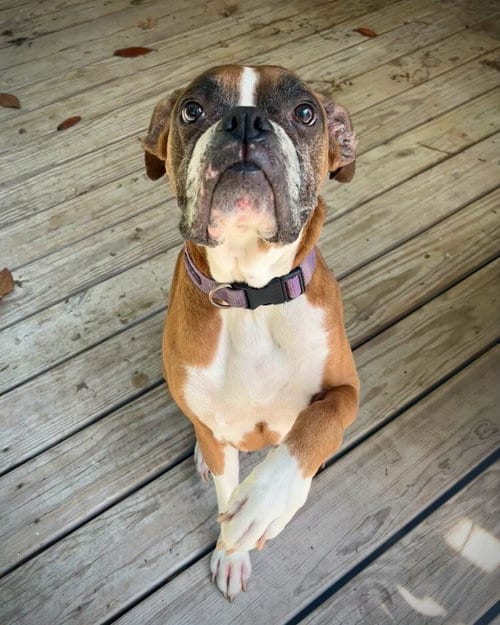 Photo of Tally, adoptable Boxer in Monticello, New Jersey