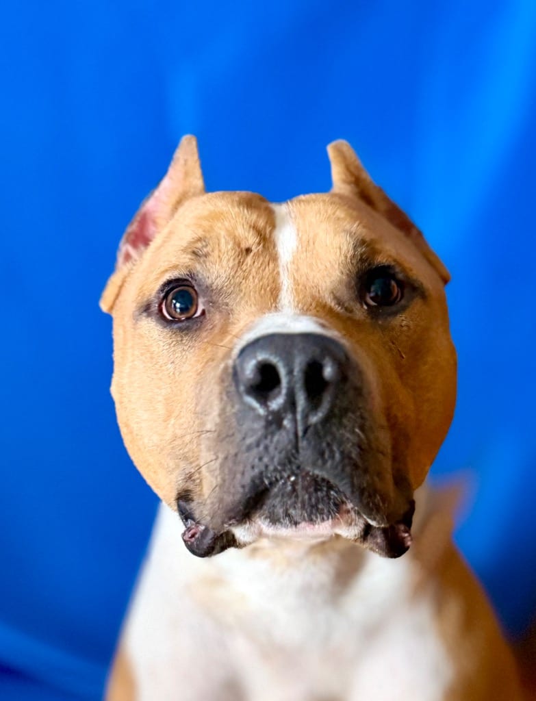 Photo of Bass, adoptable Terrier in Wintersville, Ohio