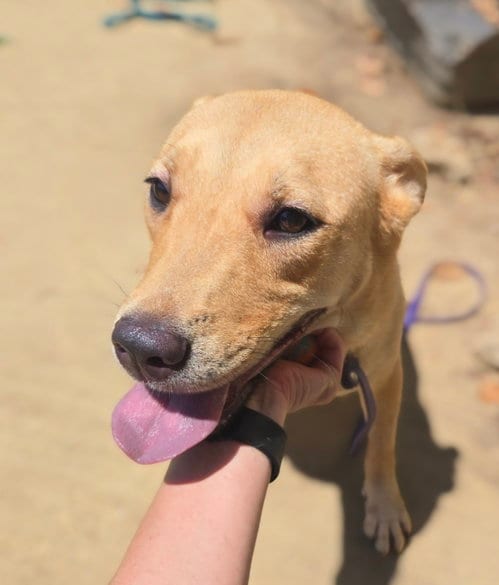 Photo of China, adoptable Labrador Retriever in Jackson, Mississippi