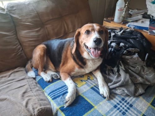 Photo of Charlie, adoptable Beagle in Coldwater, Michigan
