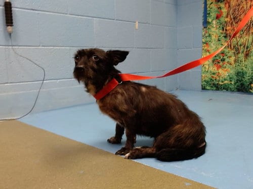 Photo of Nina, adoptable Terrier in Moreno Valley, California