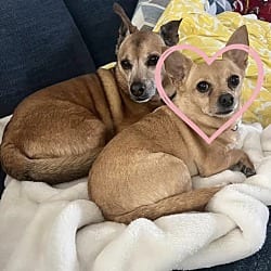 Photo of May, adoptable Chihuahua in Va Beach, Virginia