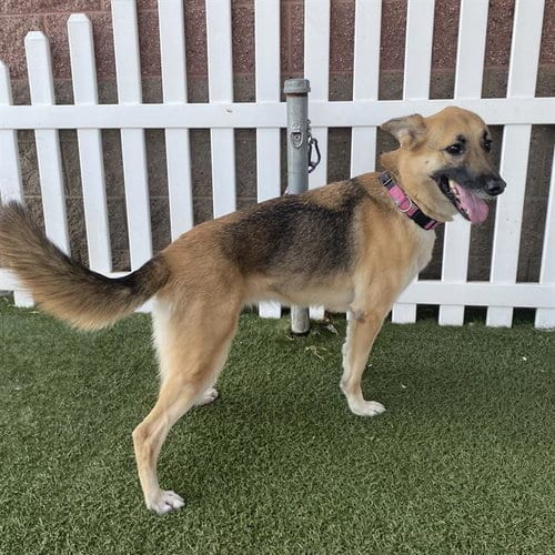 Photo of Ginger, adoptable German Shepherd Dog in Modesto, California
