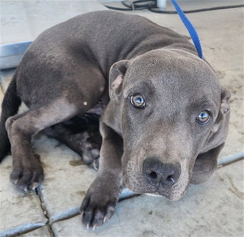 Photo of Zane, adoptable Staffordshire Bull Terrier in Bakersfield, California