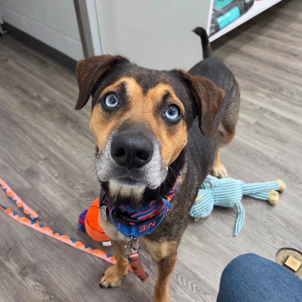 Photo of Skip, adoptable Shepherd / Retriever, Labrador in Fairfax Station, Virginia