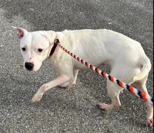 Photo of Cream Soda, adoptable American Pit Bull Terrier in Frankenmuth, Michigan