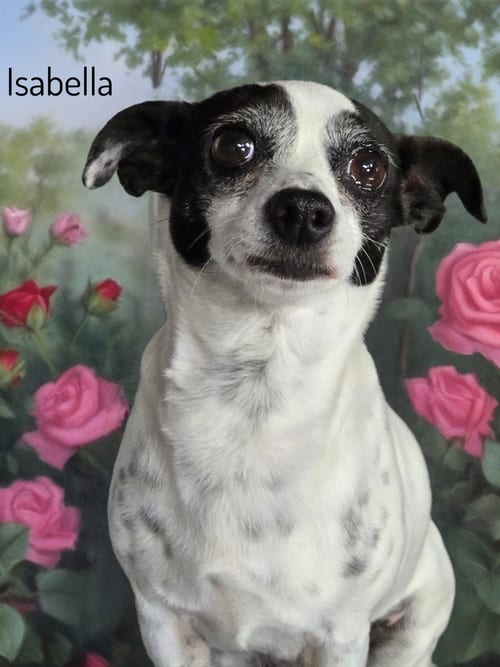 Photo of Isabella, adoptable Chihuahua in Phelan, California
