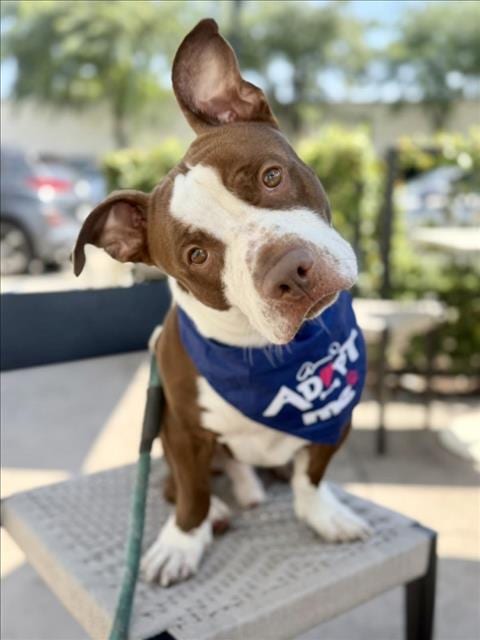 Photo of Kevin Hart, adoptable Pit Bull Terrier in Los Angeles, California