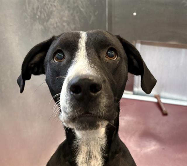 Photo of Felicia, adoptable Mixed Breed