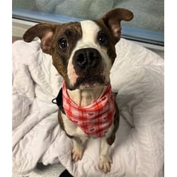 Photo of Big Guy, adoptable Terrier (Unknown Type, Medium) in Doral, Florida