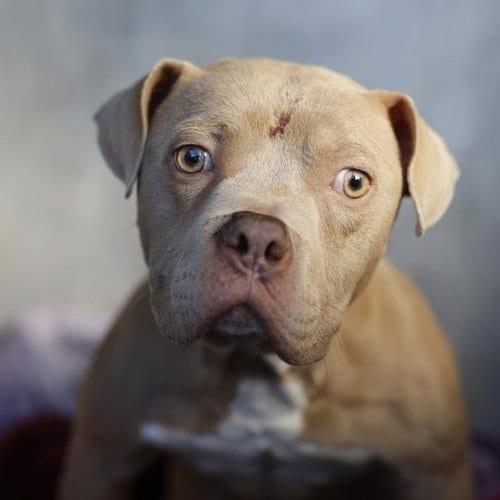 Photo of Knight, adoptable American Staffordshire Terrier in San Antonio, Texas