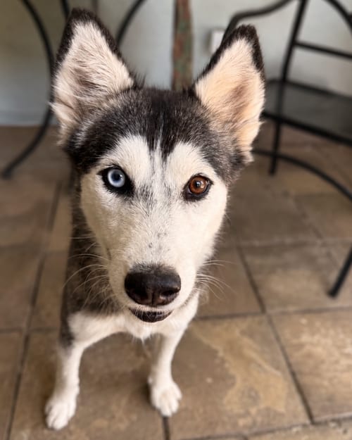 Photo of Miffy, adoptable Siberian Husky in Walnut Creek, California