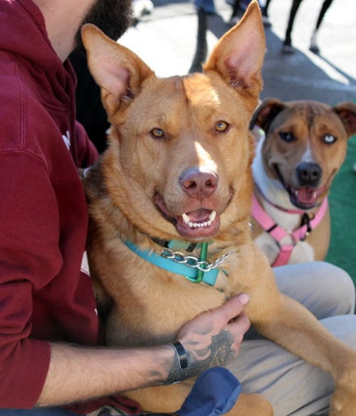 Photo of Levi, adoptable Pit Bull Terrier in Yuba City, California