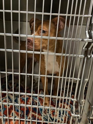 Photo of Dakota, adoptable dog in Atlanta, Georgia