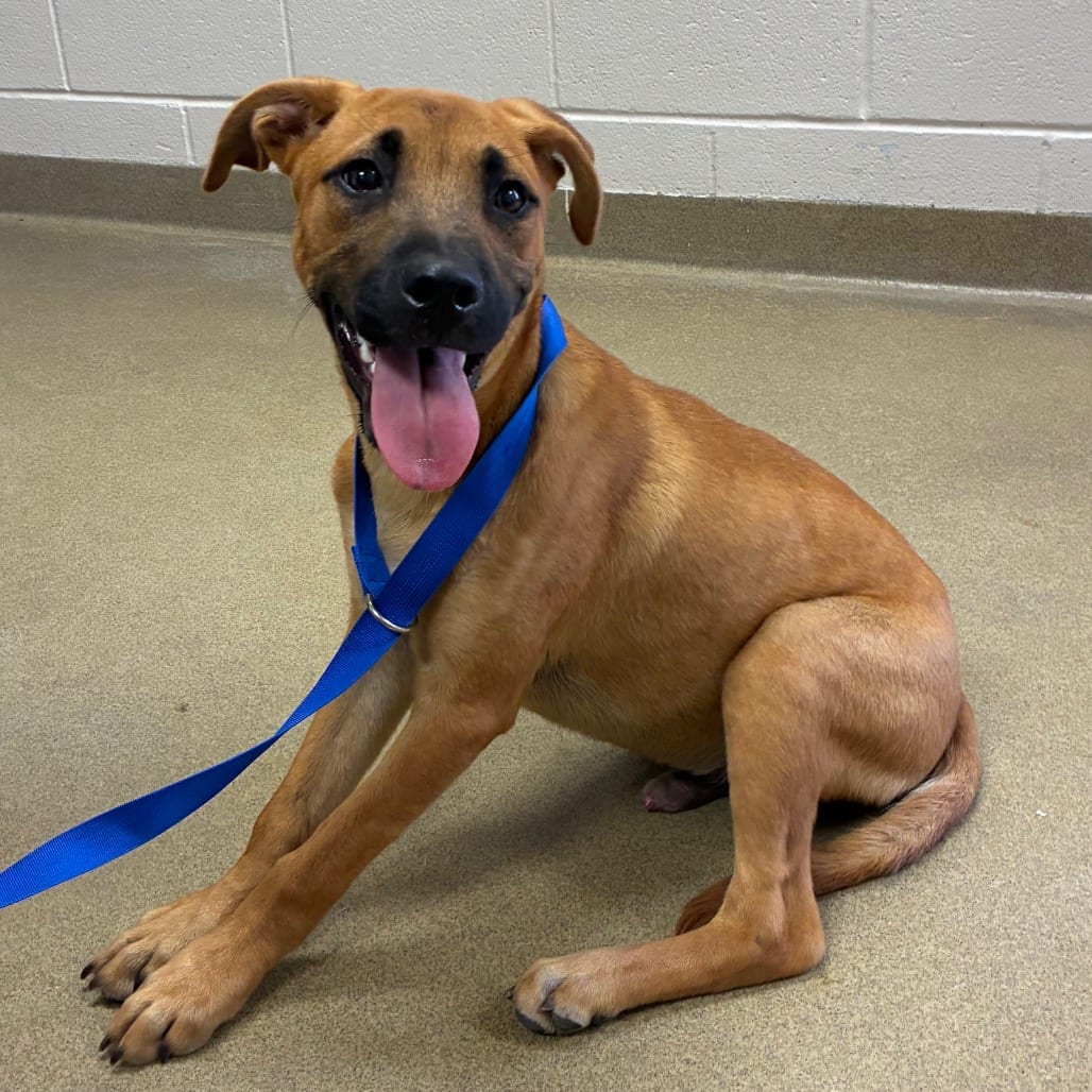 Photo of Dreamwork, adoptable Retriever, Labrador / Mix in San Antonio, Texas