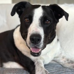Photo of 1019 (2026) Snoops, adoptable Labrador Retriever Mixed Breed (Medium) in Parker, Colorado