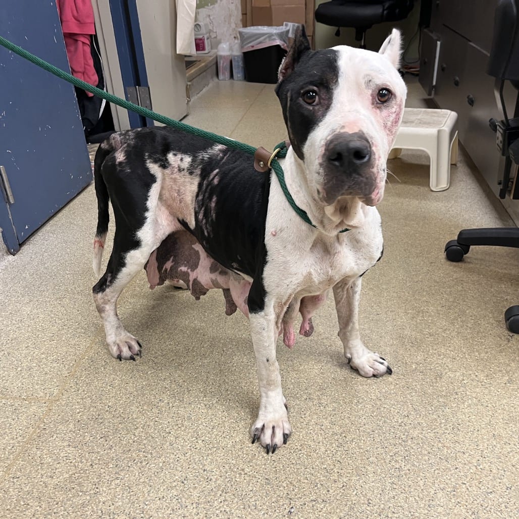 Photo of Molly Moo Cow, adoptable Mixed Breed (Large) in St. Louis, Missouri