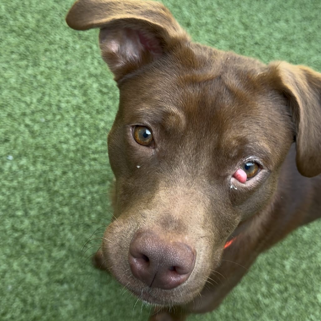 Photo of Phoenix, adoptable Retriever / Mixed Breed (Medium) in Greensboro, North Carolina