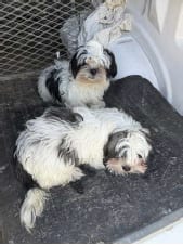 Photo of Emmit, adoptable Shih Tzu in Holbrook, New York