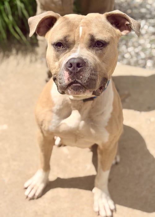 Photo of Mia, adoptable Pit Bull Terrier in Manahawkin, New Jersey