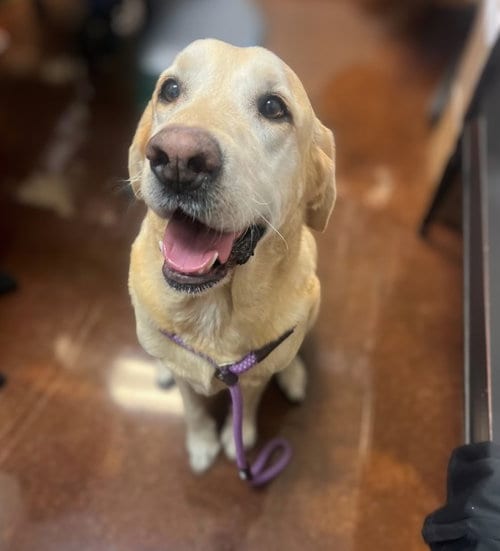Photo of Jax, adoptable Labrador Retriever in Houston, Texas