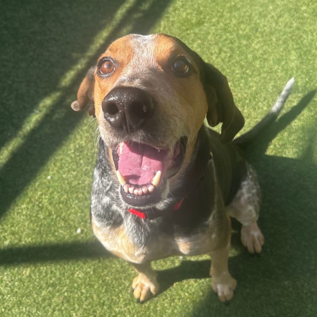 Photo of Barnie, adoptable Mixed Breed (Large)