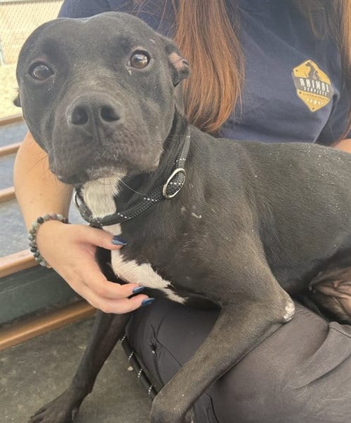 Photo of Maine, adoptable Labrador Retriever in Palmetto, Florida