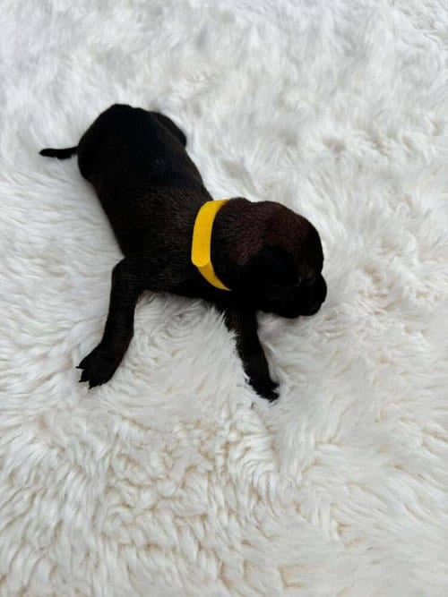 Photo of New Light Litter Lumen - Located in CA, adoptable Belgian Shepherd Malinois in Imlay City, Michigan