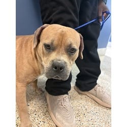 Photo of Frankie, adoptable Terrier (Unknown Type, Medium) in Doral, Florida