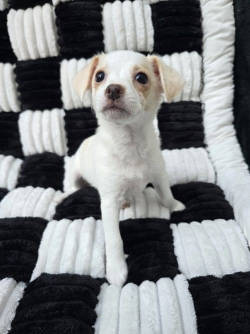 Photo of Opal, adoptable Chihuahua in San Francisco, California