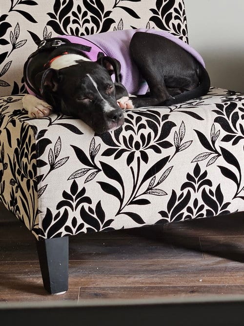 Photo of Hope, adoptable Terrier in Plainfield, Illinois