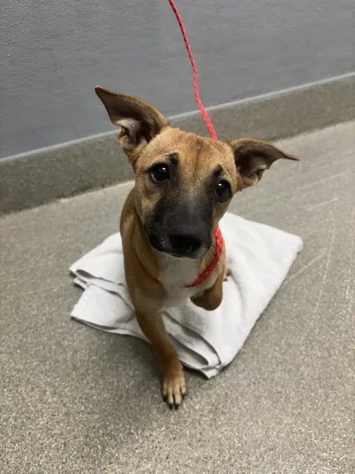 Photo of Precioso, adoptable Chihuahua in Las Vegas, Nevada