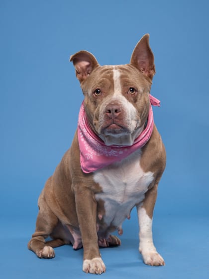 Photo of Ms.Daisyy, adoptable dog in Atlanta, Georgia