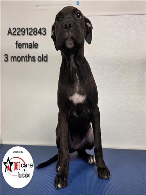 Photo of Molly, adoptable Pit Bull Terrier in Los Angeles, California