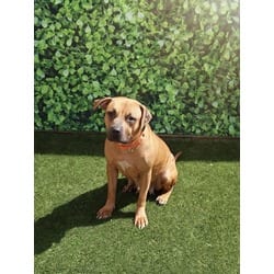 Photo of Mama, adoptable Terrier (Unknown Type, Medium) in Doral, Florida
