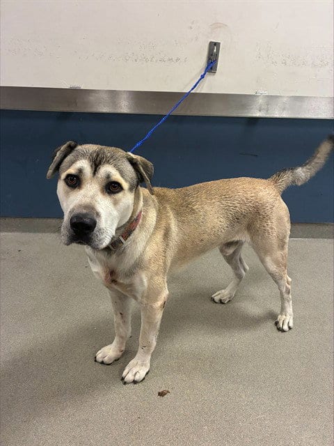 Photo of Momo, adoptable Siberian Husky in Miami, Florida