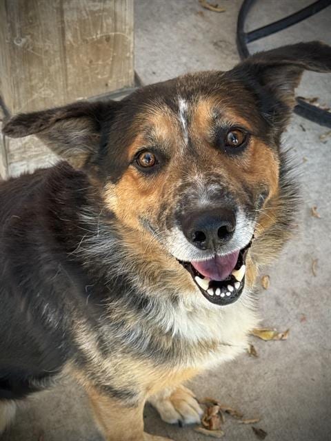 Photo of Bravo, adoptable Australian Shepherd in Lodi, California